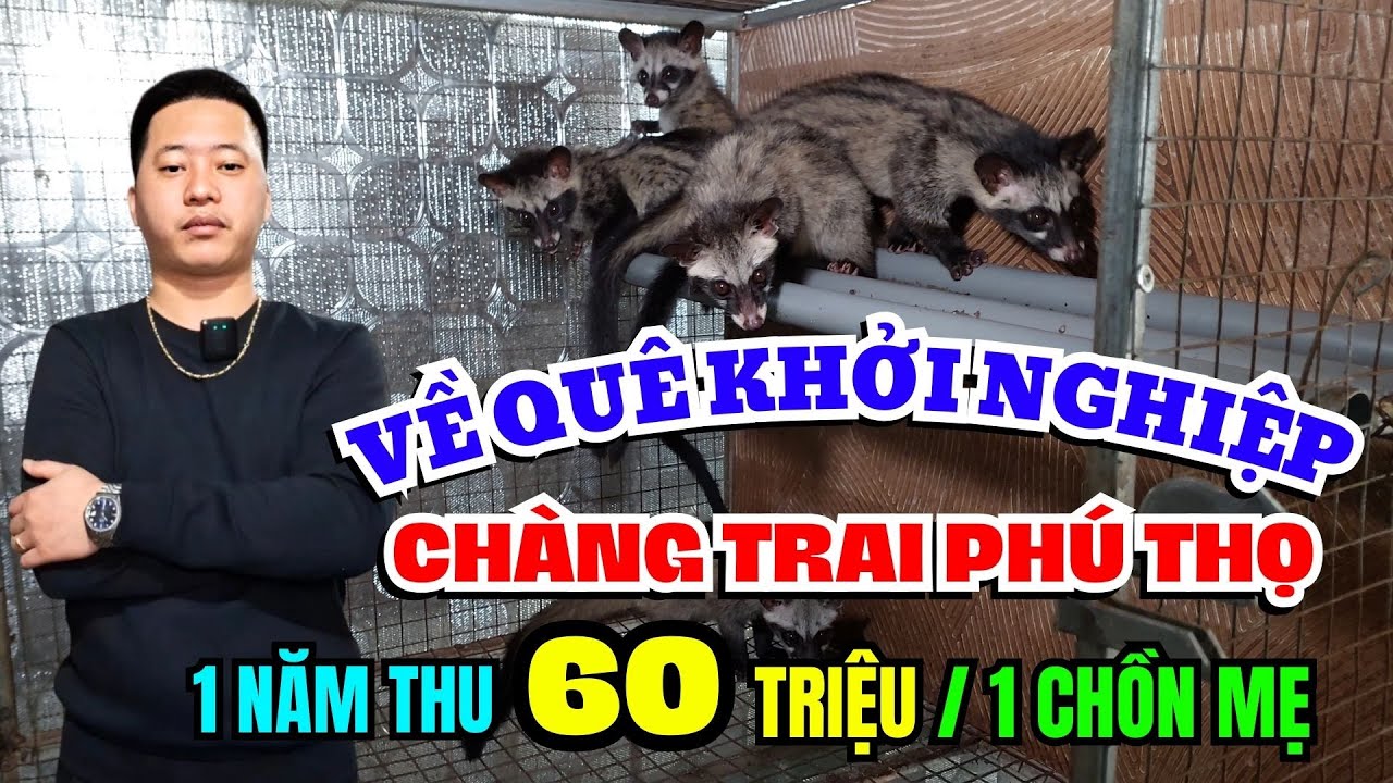 CHÀNG TRAI PHÚ THỌ BỎ PHỐ VỀ QUÊ NUÔI CHỒN HƯƠNG, THU 60 TRIỆU ĐỒNG 1 CHỒN MẸ 1 NĂM