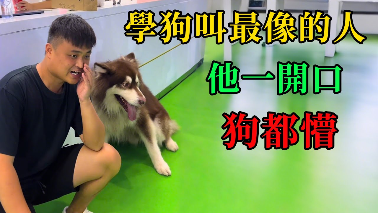 學狗叫最像的人，他一開口狗都懵 #動物的迷惑行為  #養動物的樂趣  #動物的心思都寫在臉上