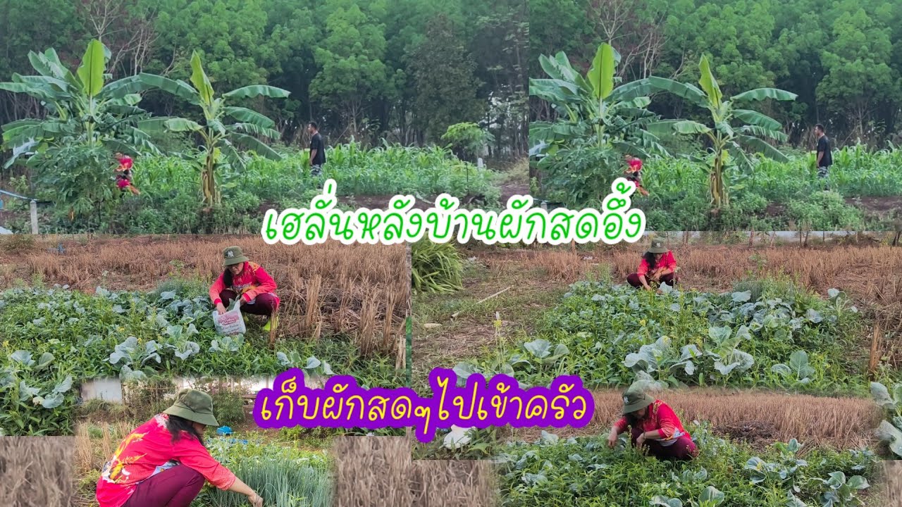 ฮือฮาปั้นทุ่งหลังฝนตกผักเริ่มงามผิดหูผิดตามากผักคะน้าผักบุ้งงามมาก
