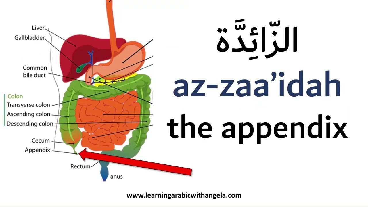 Human Body Organs - Learn Modern Standard Arabic - Learning Arabic With Angela