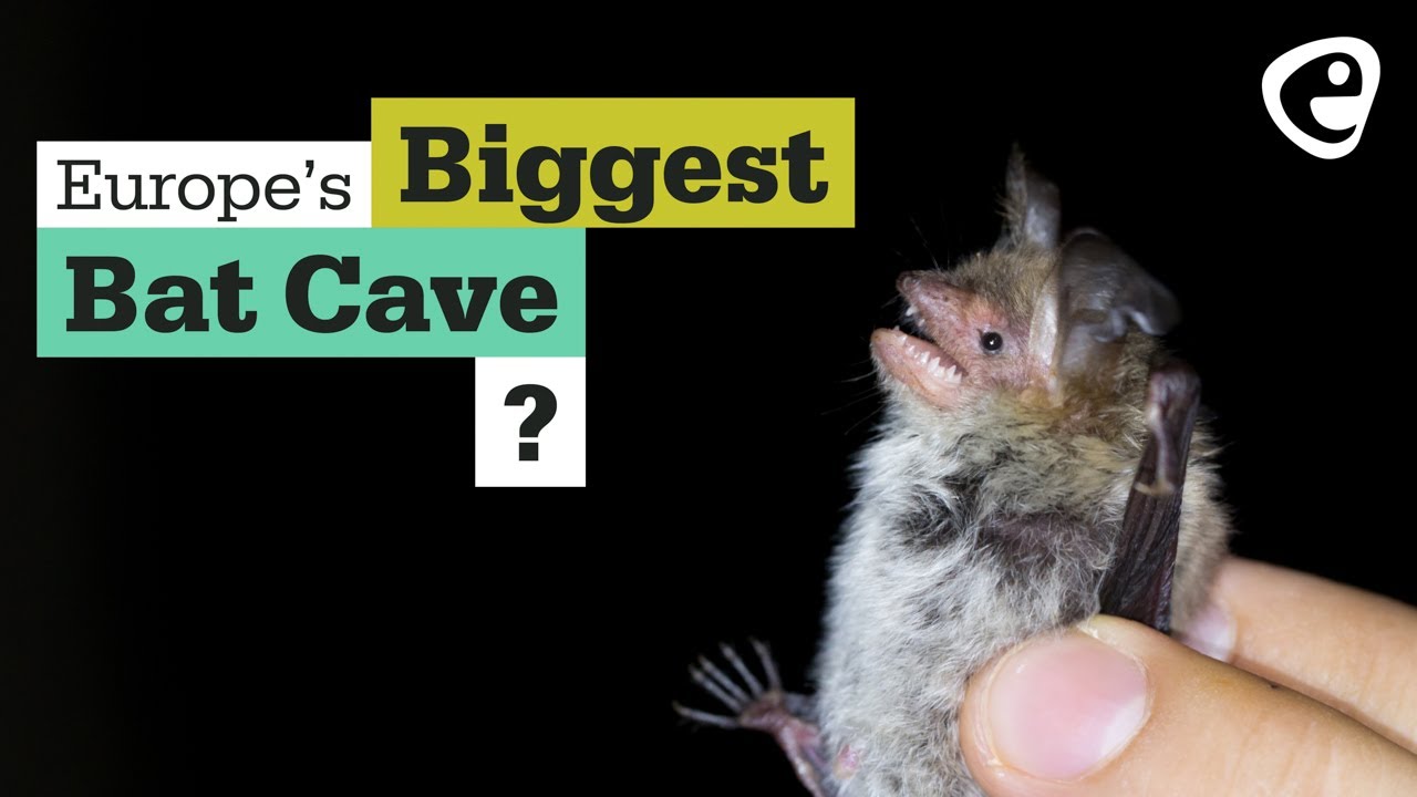 The biggest bat cave in the EU?