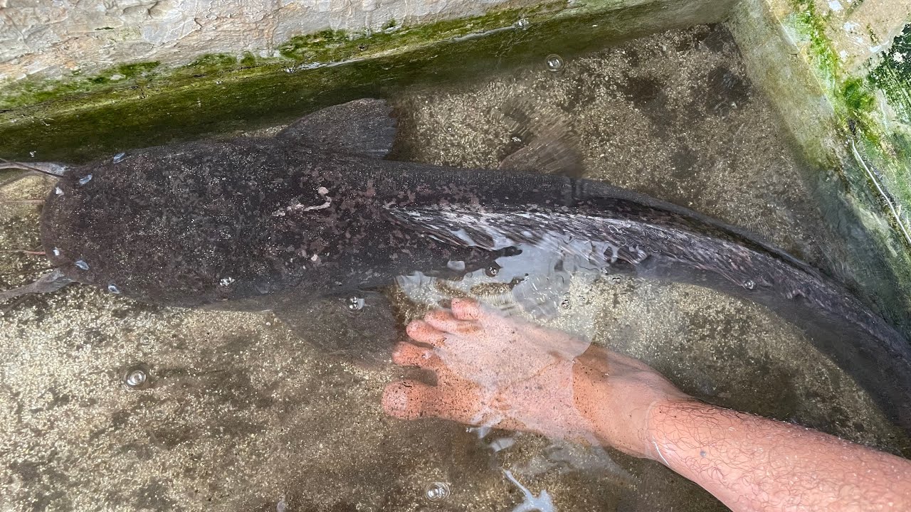 Lele Bobot 5 Kg di Peternakan Ikan Banyuwangi
