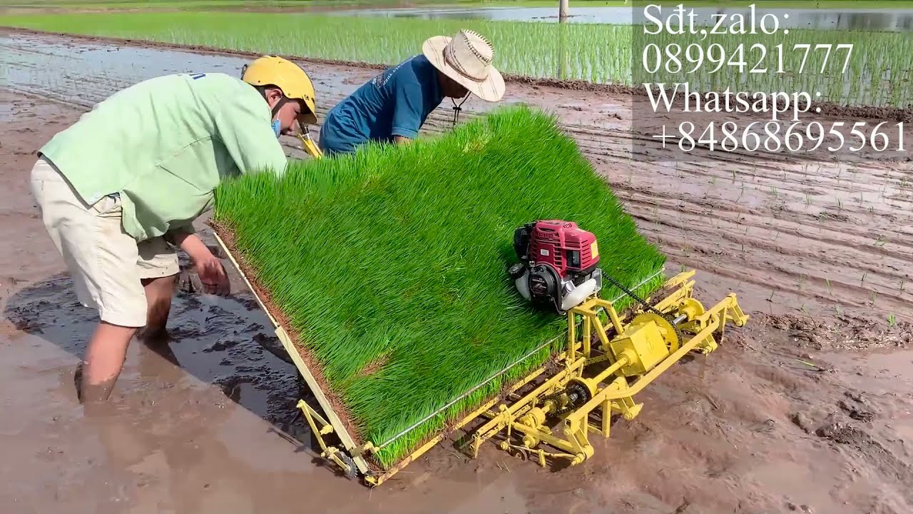 Máy cấy lúa động cơ xăng sử dụng khay tiếp mạ siêu to/ Máy cấy lúa tự động 6 hàng