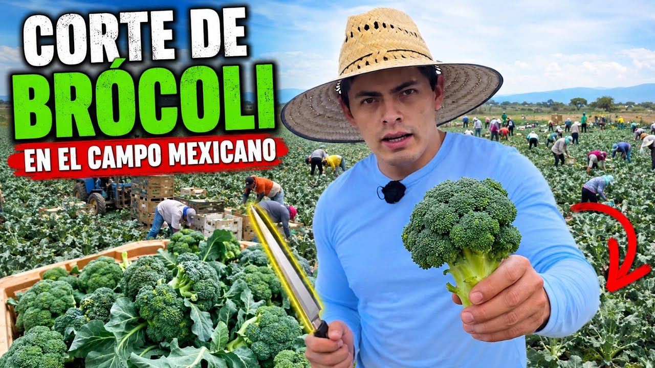 Corte y Cosecha de BROCOLI con Canasta