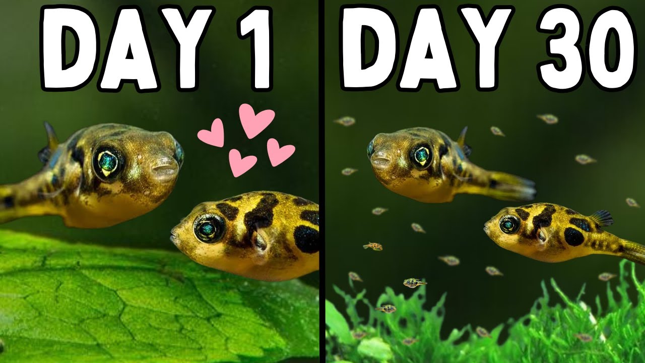 Как разводить горохового иглобрюха | Подробное руководство