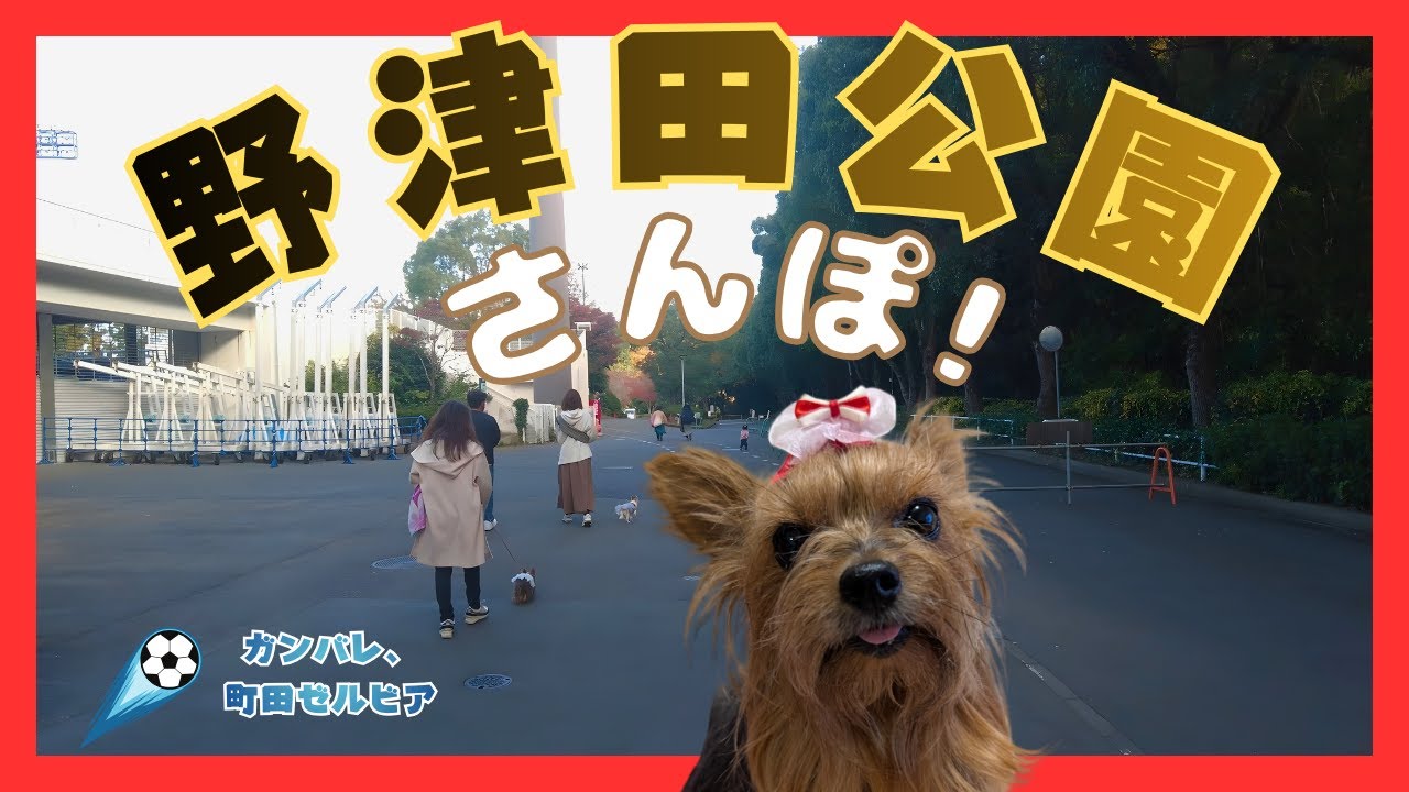 小さなヨーキーLan🐾野津田公園をたっぷり散歩！町田ゼルビアのホームで癒しをお届け【東京都町田市】