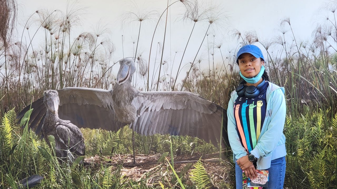 Meeting the Shoebill Stork @ Tampa Zoo