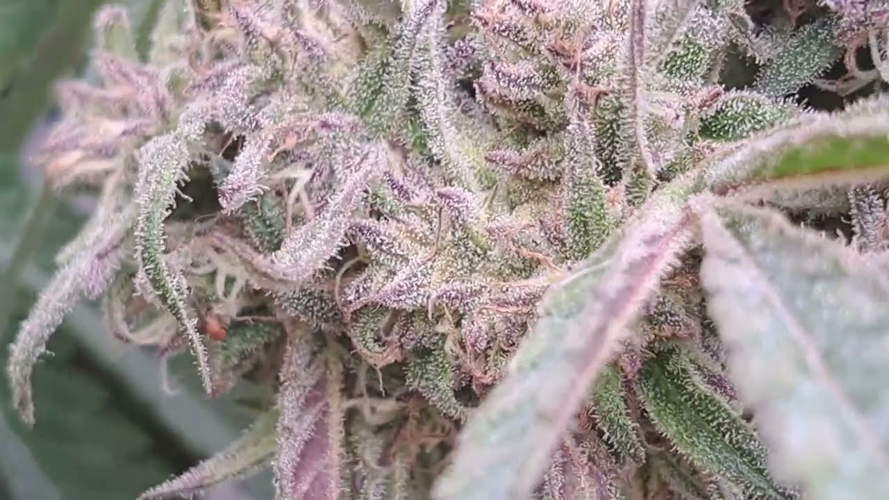 Phantom Cookies - Grandaddy Purple x Cherry Pie