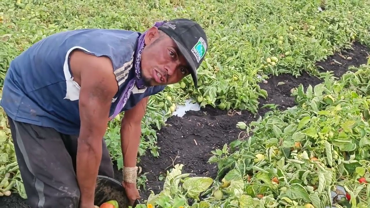 Así se realiza la cosecha de jitomate en El municipio de Villamar Michoacán 1 @cotidiano399