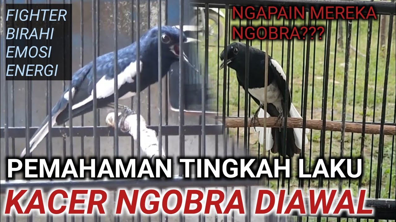 SEGERA SIMAK !!!!! KACER NGOBRA DIAWAL KETEMU KACER LAIN | CARA MERAWAT KACER