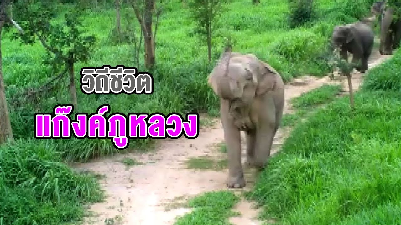 วิถีชีวิตช้างป่า 