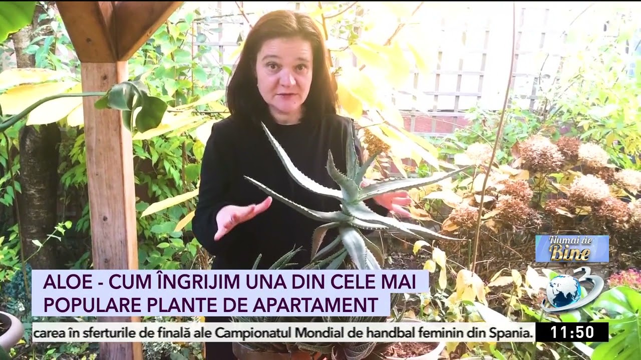 Cum se îngrijeşte corect planta de Aloe Vera