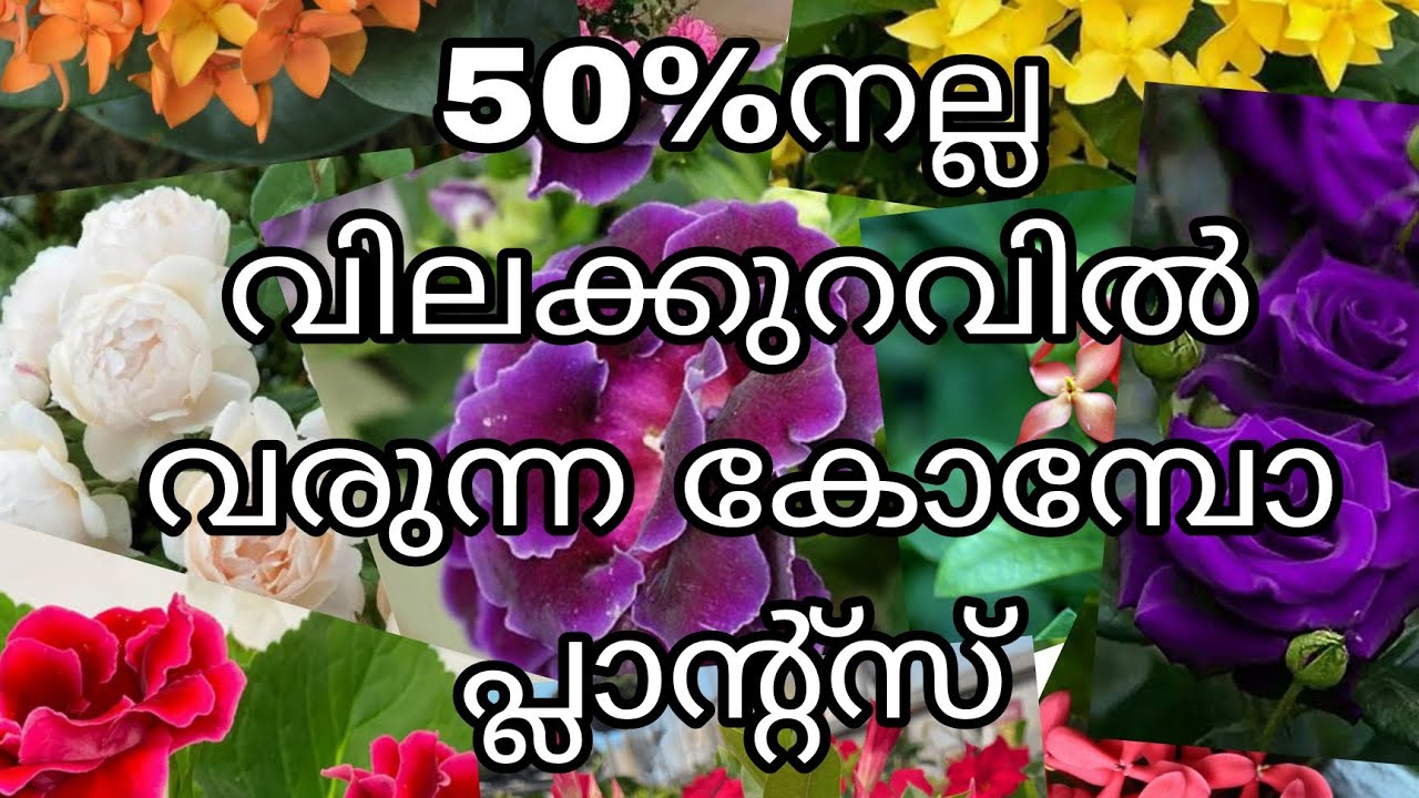 50% ഡിസ്‌കൗണ്ടിൽ വരുന്ന പ്ലാന്റ്സ് 😱😱😱😱😱😱😱🥳🥳🥳🥳🥳😍😍😍😍😍😍