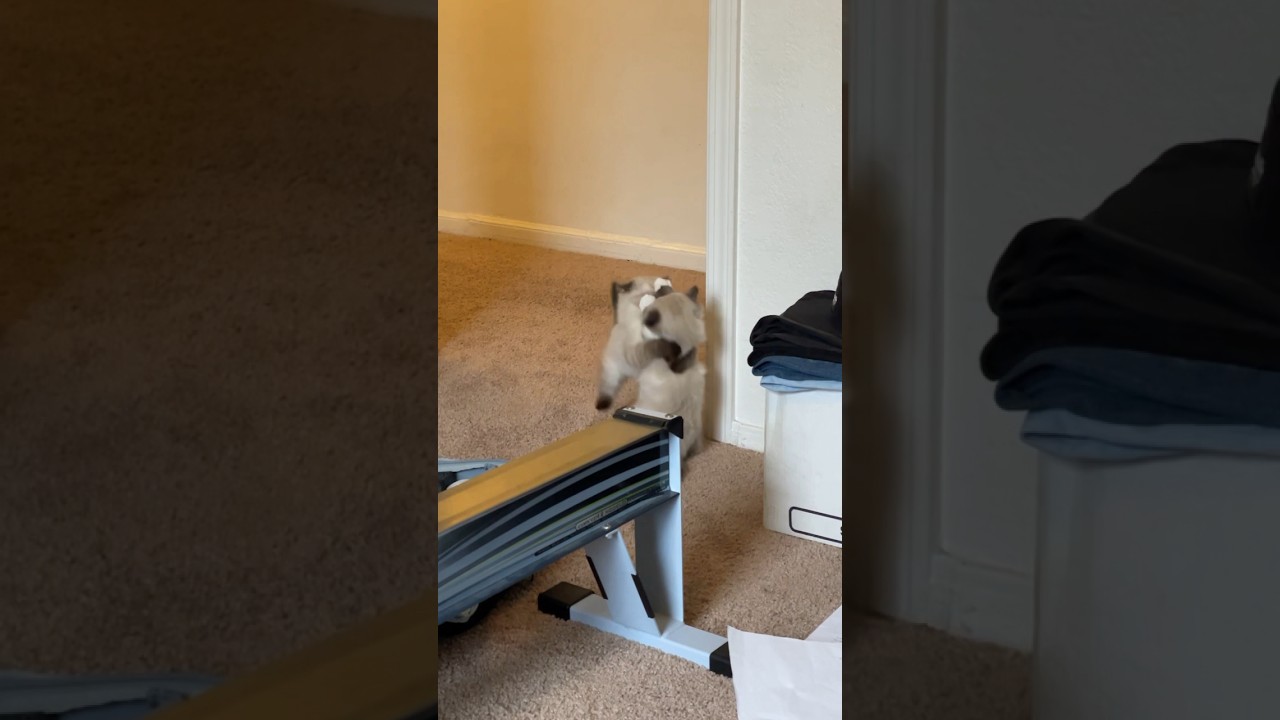 Kitten Wrestling in Slow-Mo: Amelia Tackles Owen With Cuteness Overload!