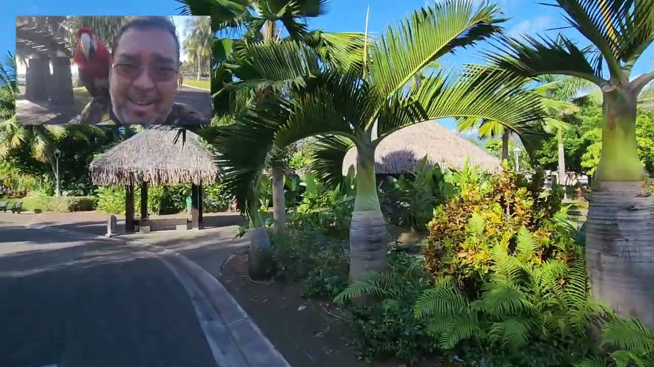 Balade avec mon Perroquet Jackson &agrave; Papeete.
