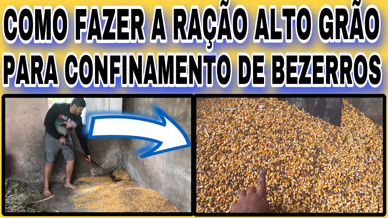 COMO FAZER A RAÇÃO ALTO GRÃO PARA CONFINAMENTO DE BEZERROS
