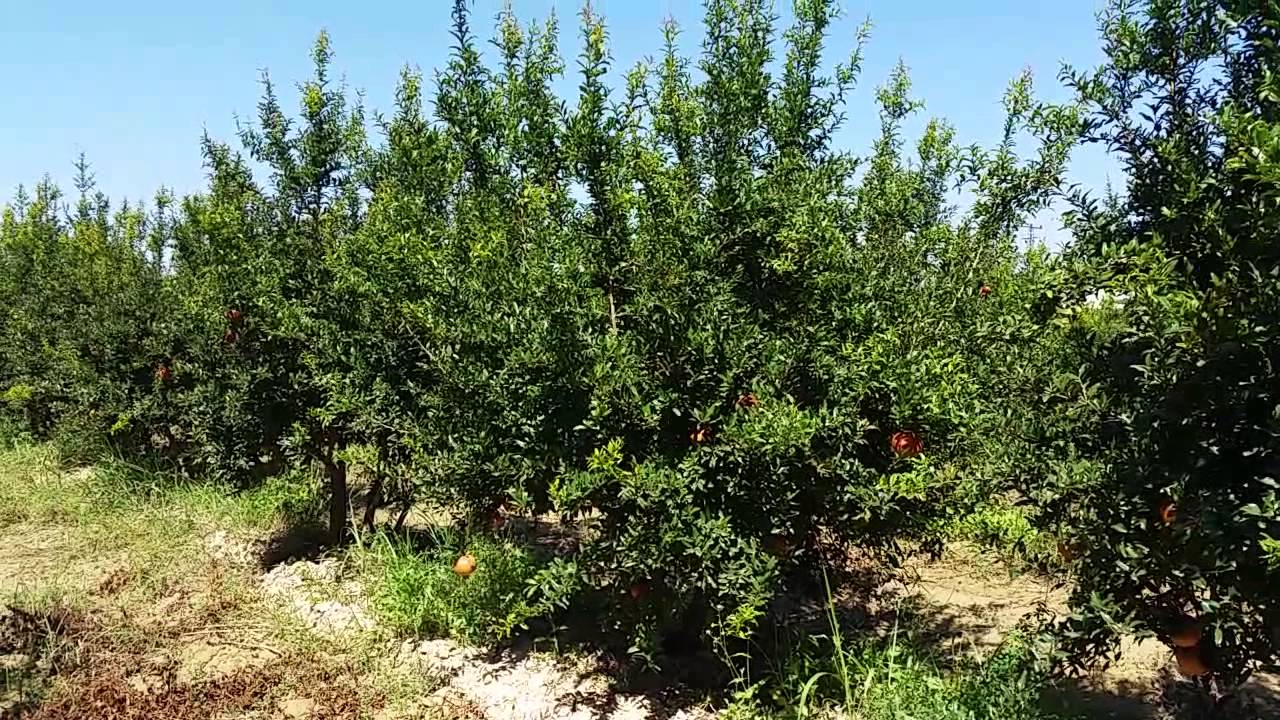 Ağır Don Hasarlı Nar Bahçesi, Nar Ağaçları, Dona Karşı Hangi Tedbirler  Alınır