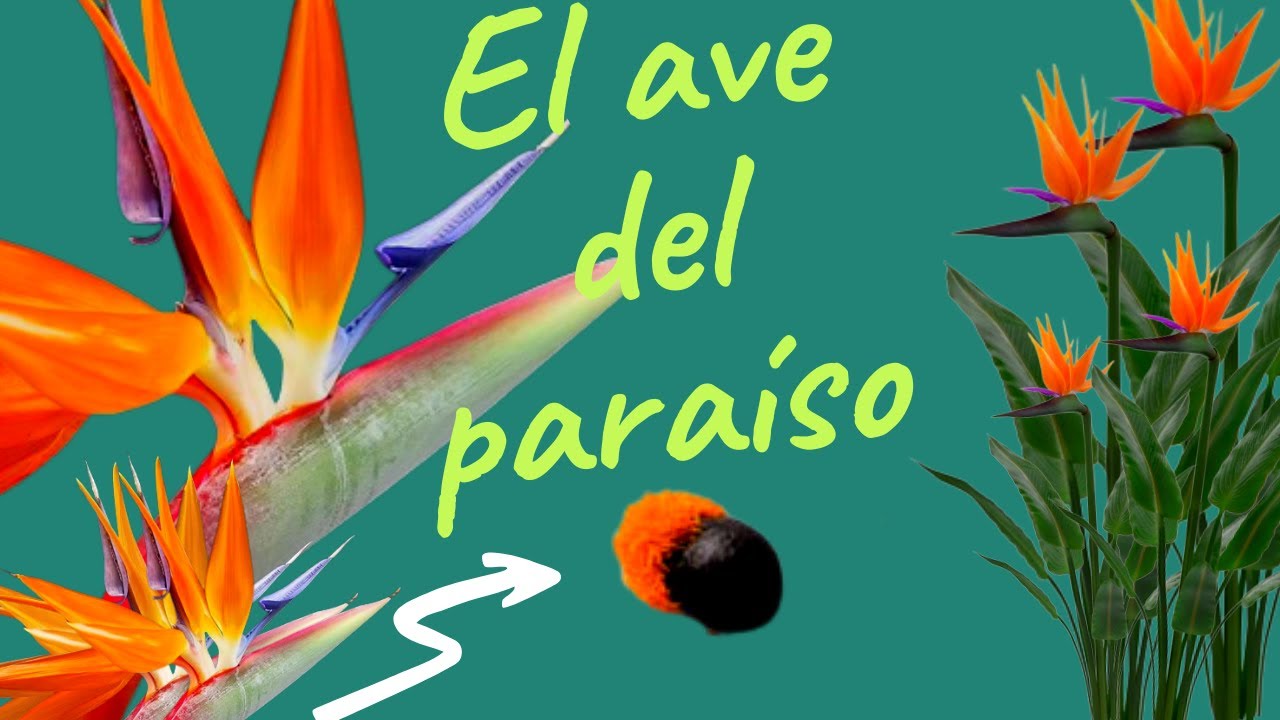 Como reproducir la planta ave del paraíso (semillas )