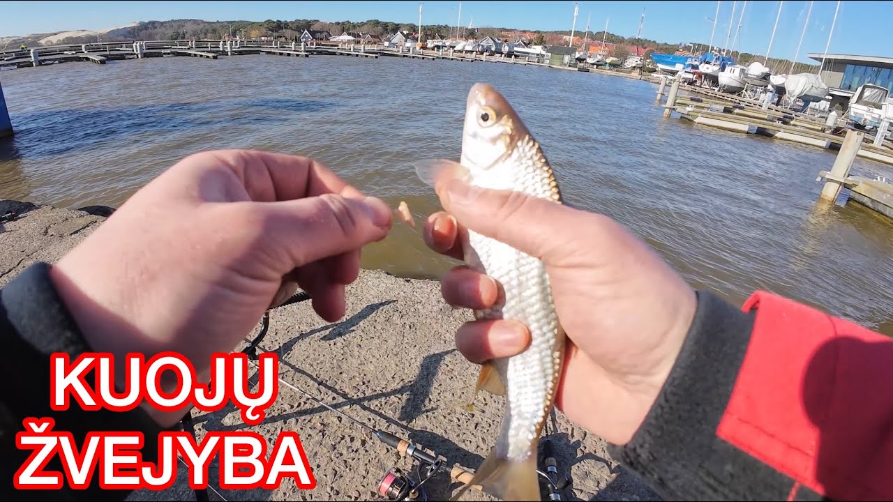 NEREALI PAVASARINIŲ KUOJŲ ŽVEJYBA 2024