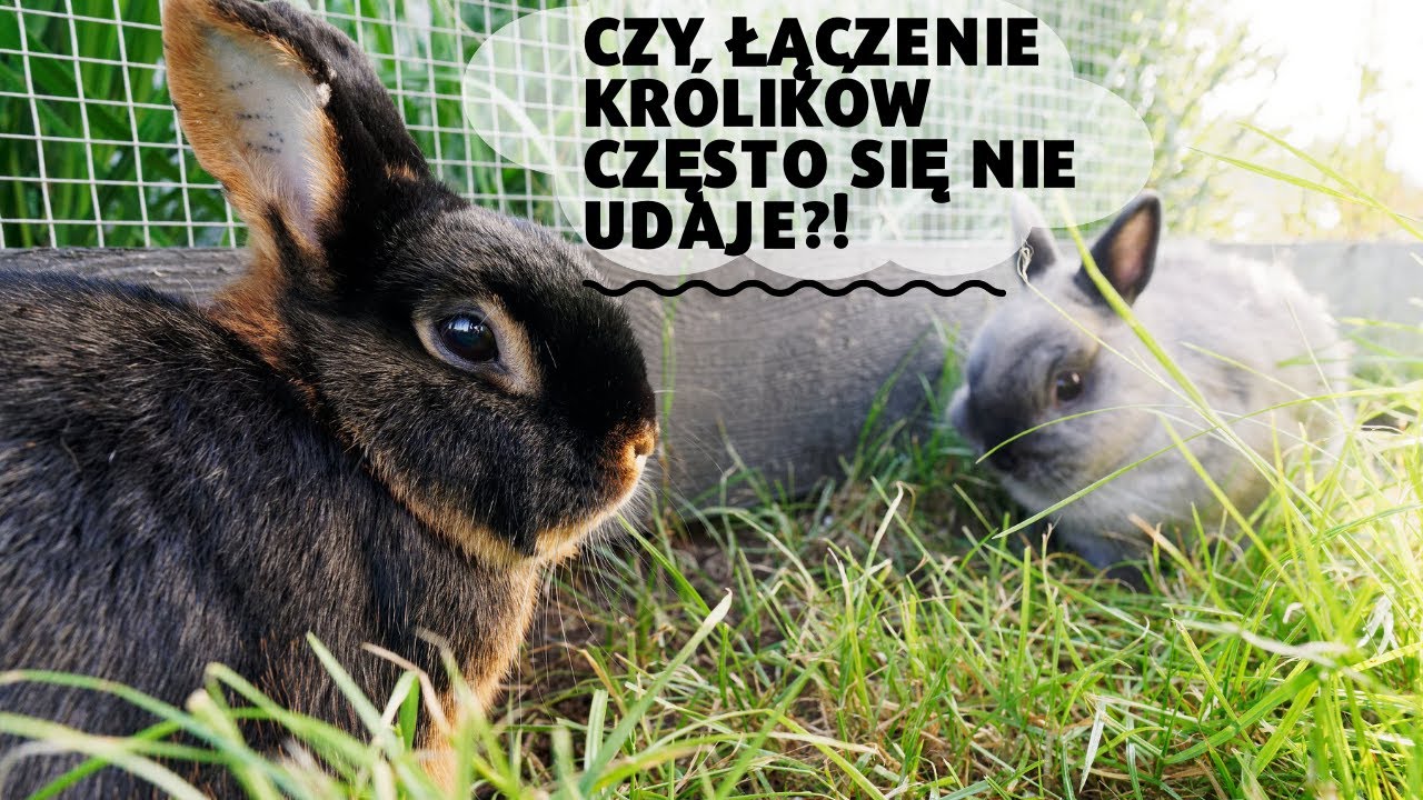 Czy łączenie królików często się nie udaje?!