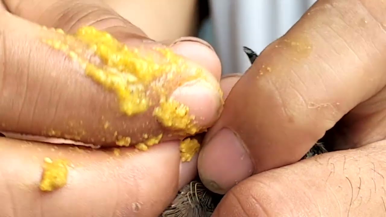 Cách chăm sóc chim cu gáy từ nhỏ đến lớn