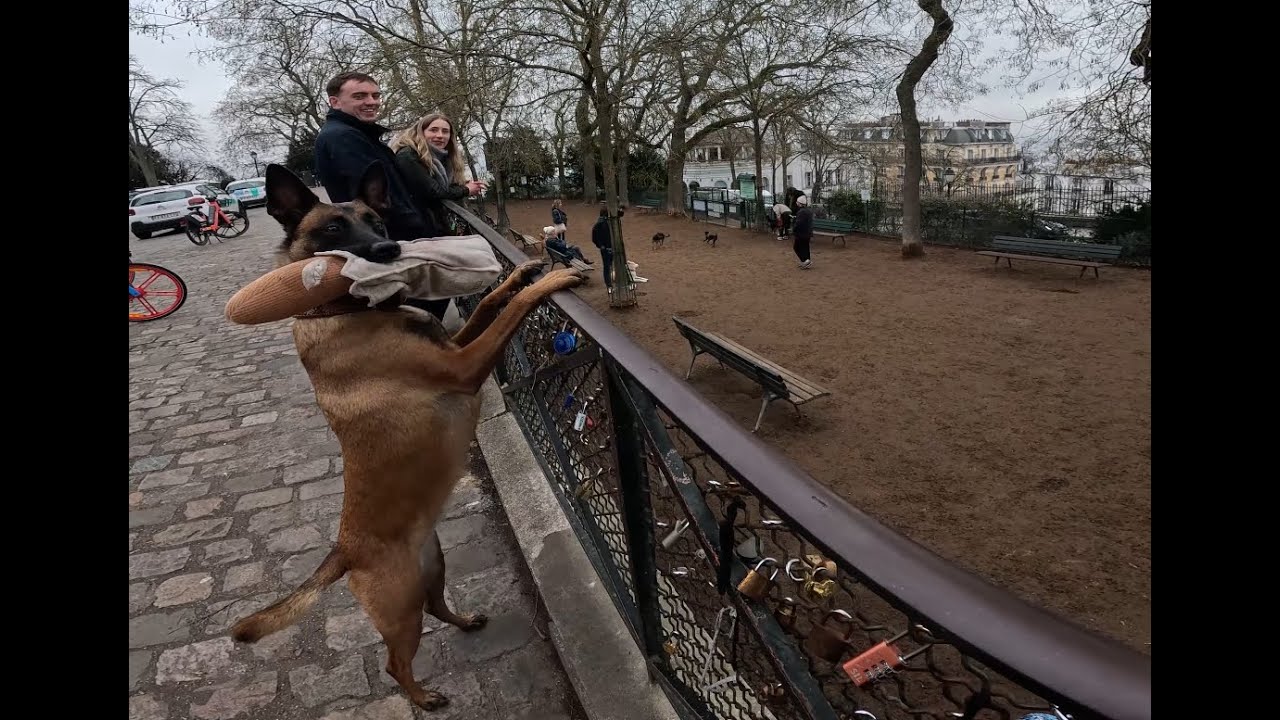 Clips de sortie sans laisse n°1