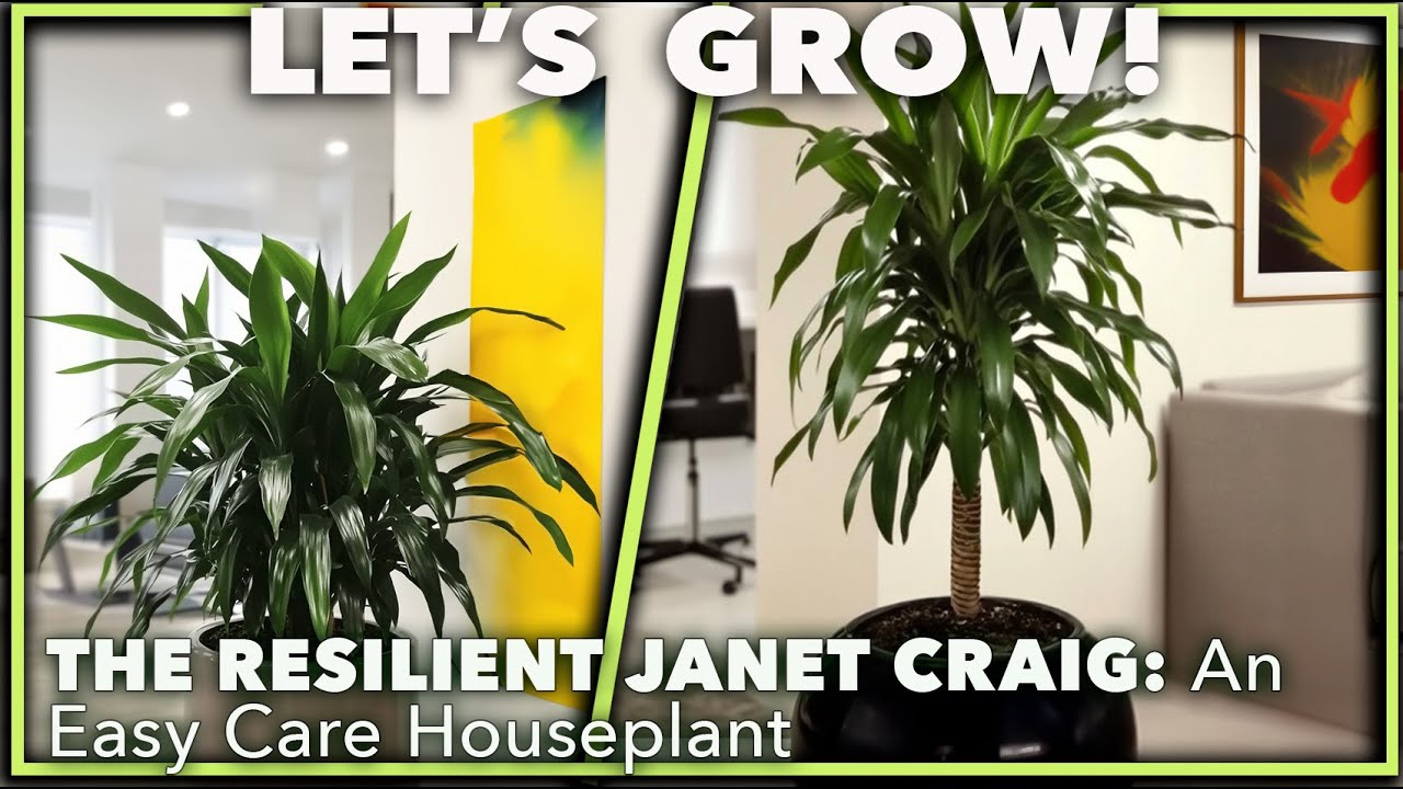 THE BULLET PROOF JANET CRAIG DRACAENA: The Ultimate Low-Light Houseplant Champ! 🌿