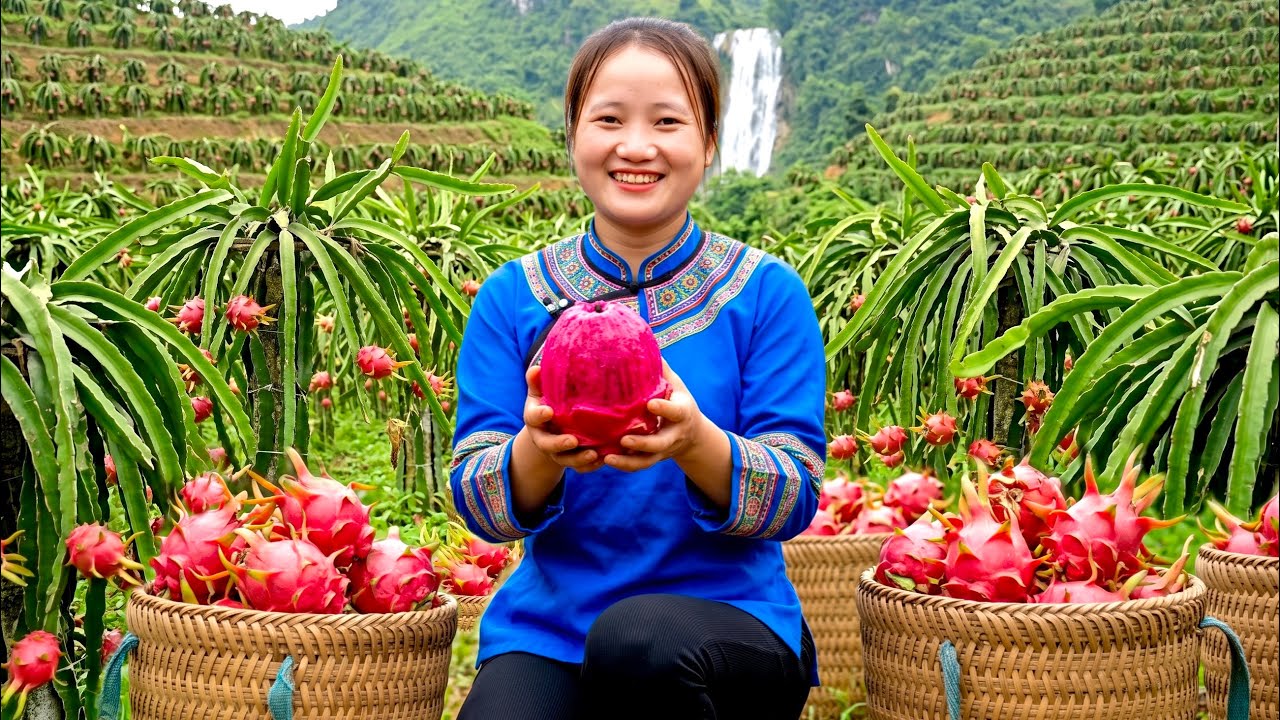 Harvesting 100kg at the large dragon fruit garden and selling it at the district market