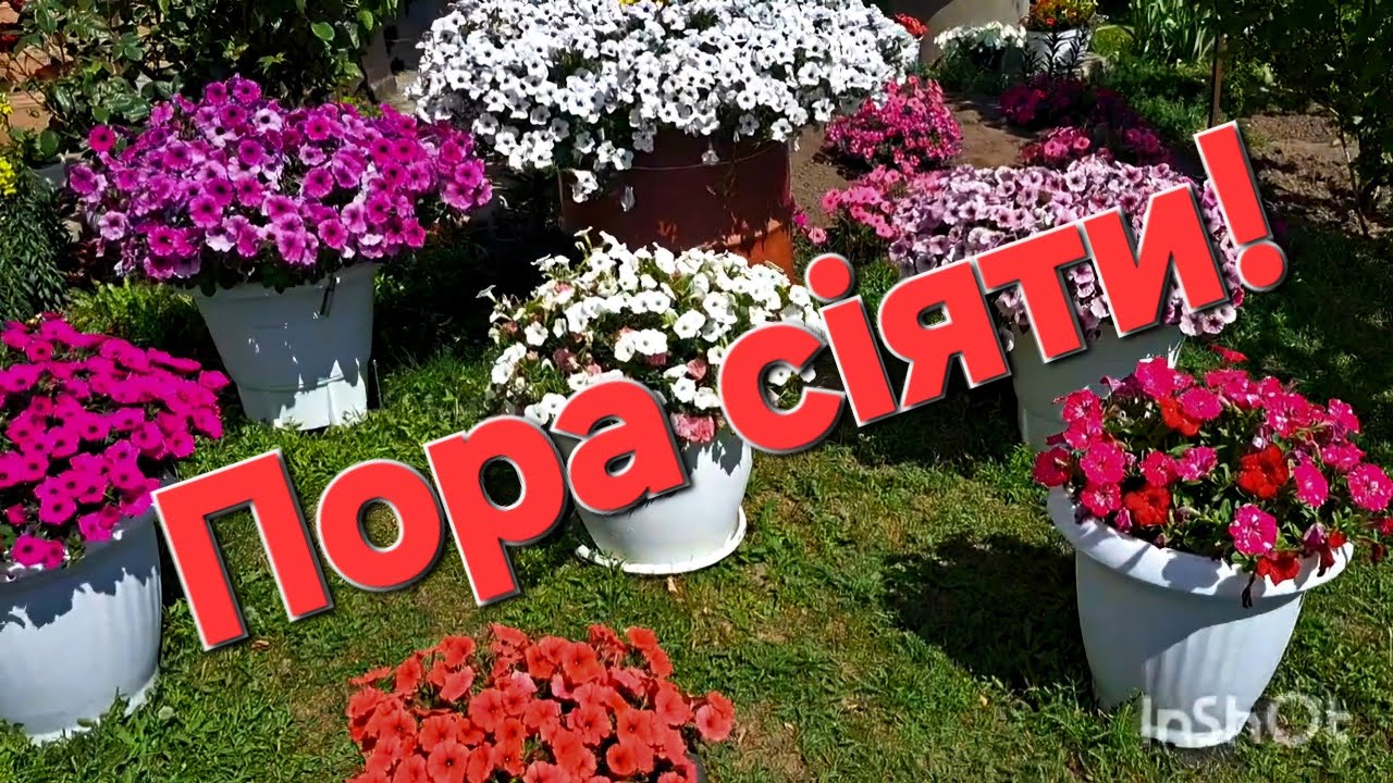 Успейте посеять! 🌺Сроки и условия посева петунии !🌿 Для тех, кто еще не ознакомился! #flowers
