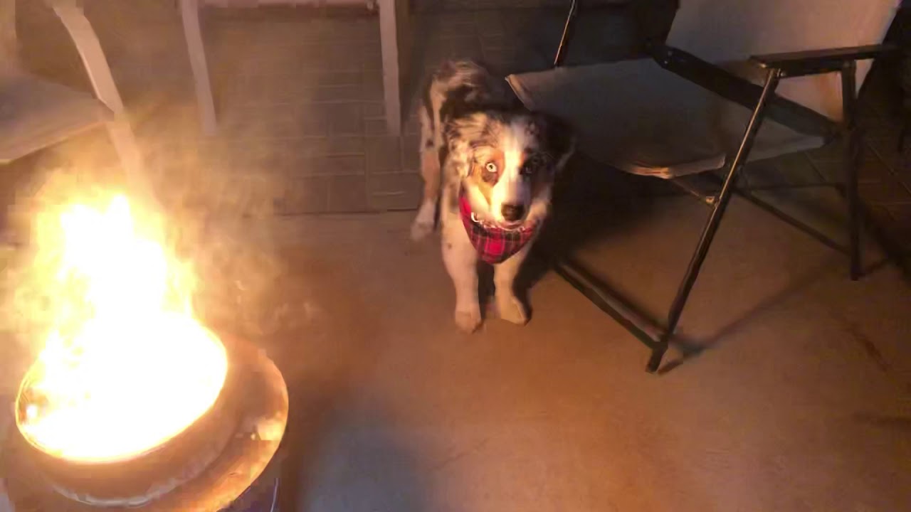 My dog likes fire