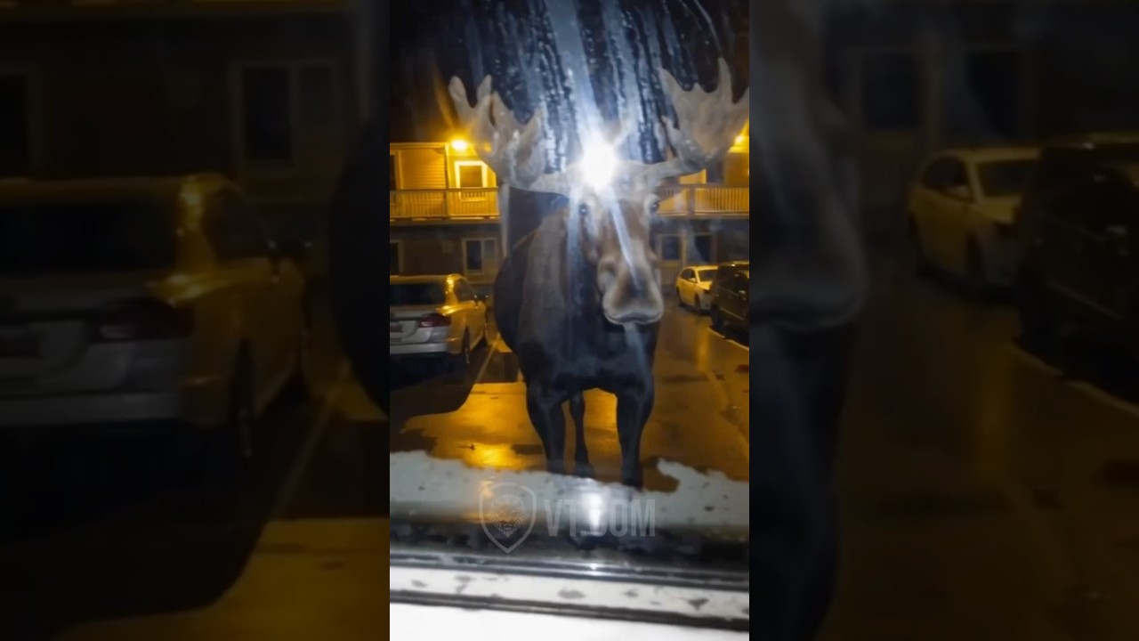 You Won&rsquo;t Believe What These Moose Say 😂🫎