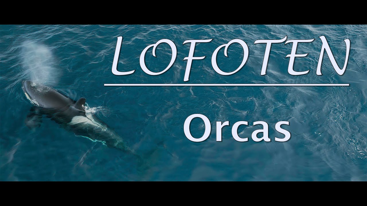 LOFOTEN - Orcas | Drone Video