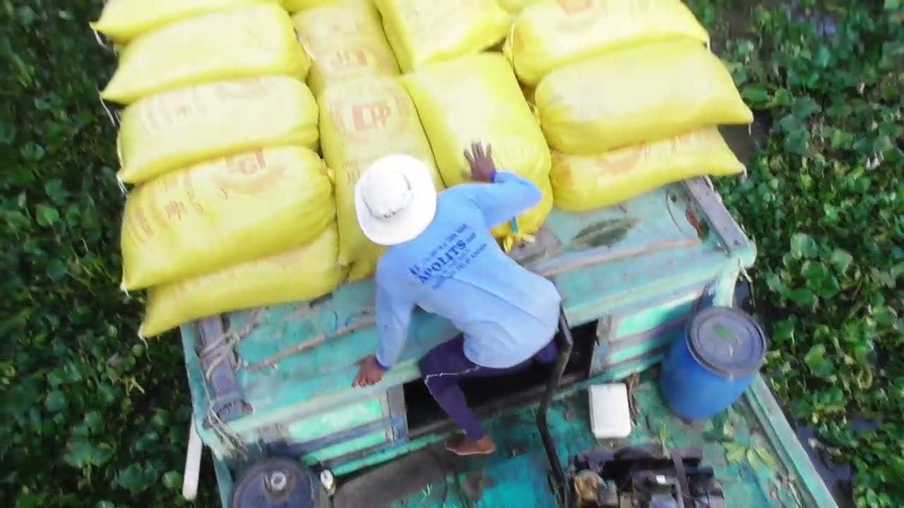 XEM CẢNH GHE CHỞ LÚA CÙNG GHE RƠM DÍNH LỤC BINH
