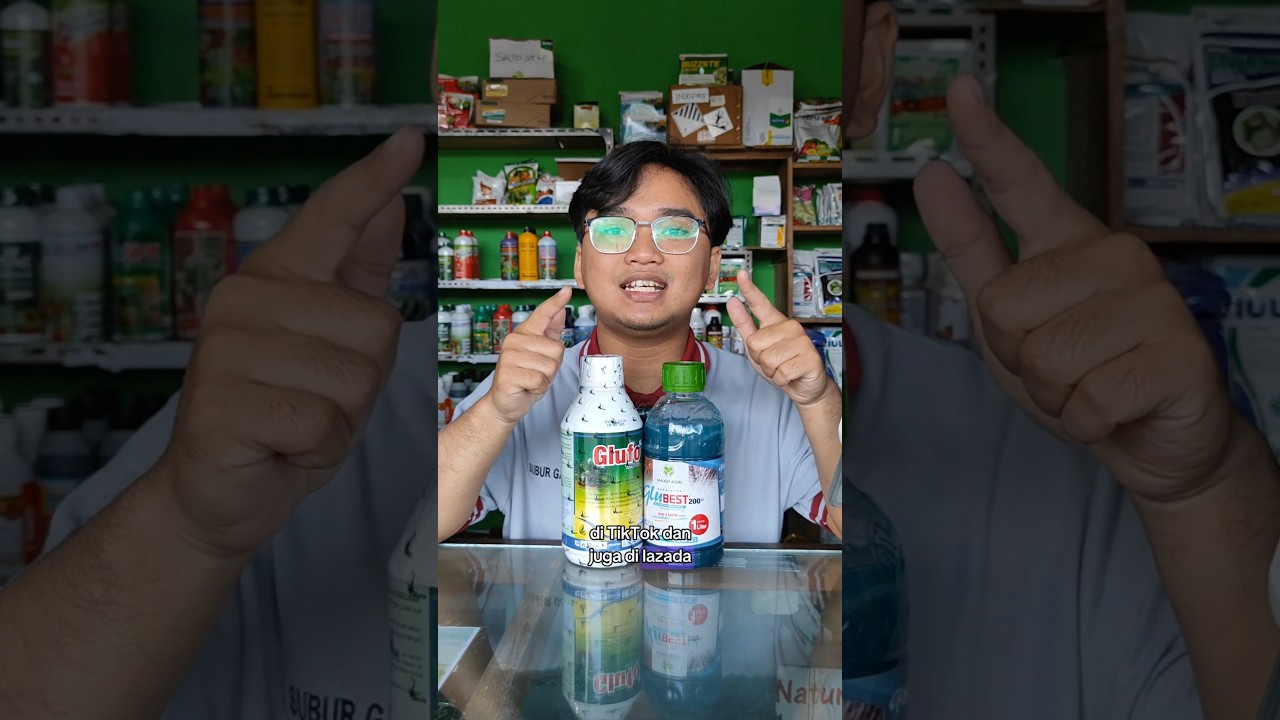 Cepat dan Tuntas Basmi Rumput Lulangan Sampai Akarnya!#herbisida #glufo #glubest #benihonline