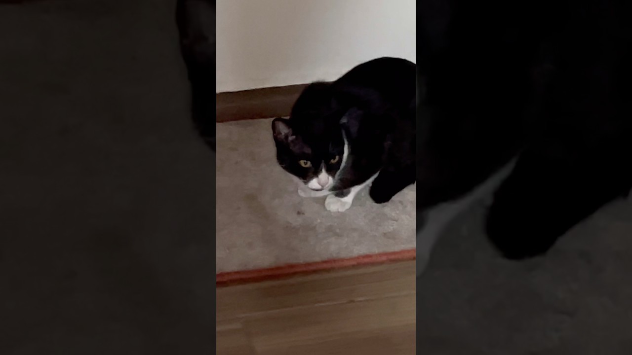 Pestañeo de gatos 