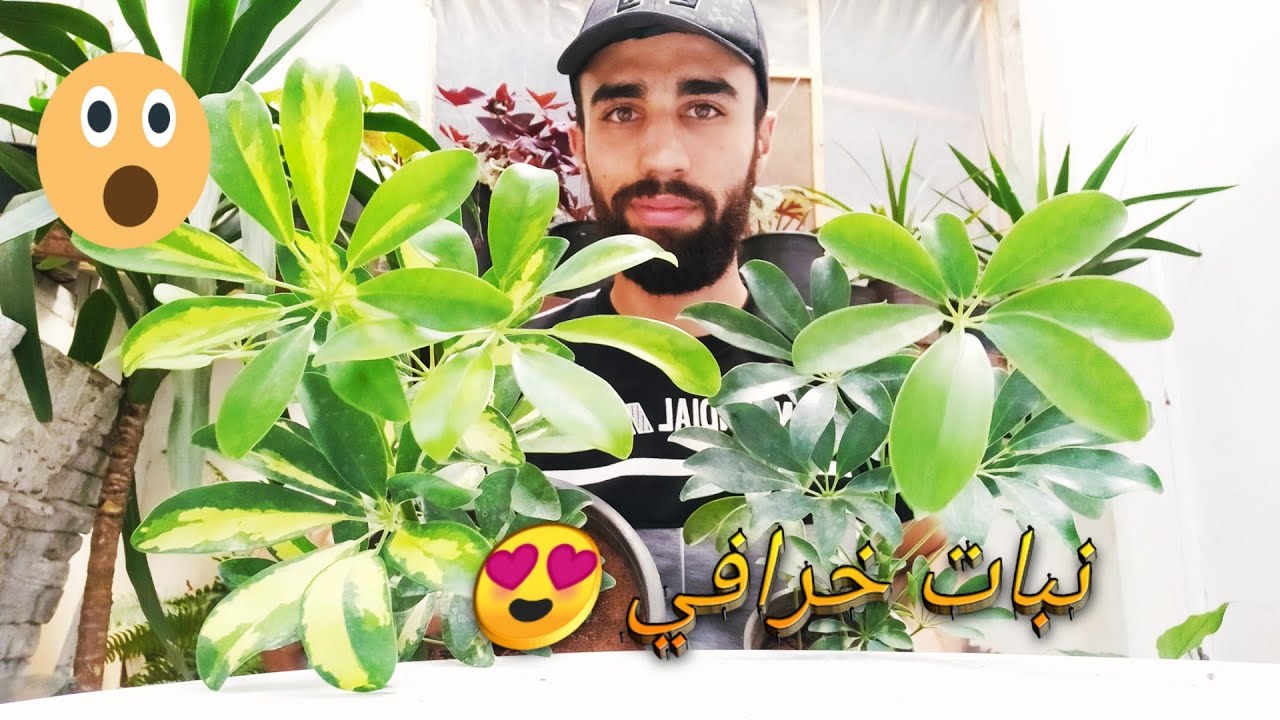 زراعة نبات الشفليرا في المنزل ( نبات رائع الجمال😍😍♥️)