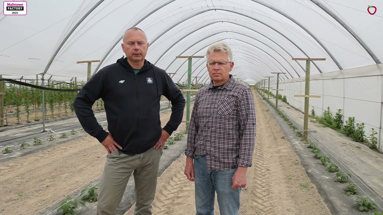 Nawożenie nowo założonej plantacji malin owocujących na tegorocznych pędach