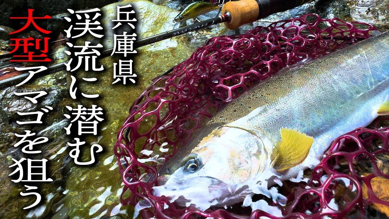 兵庫の渓流で大型アマゴ狙い　ファインテールビギンズ
