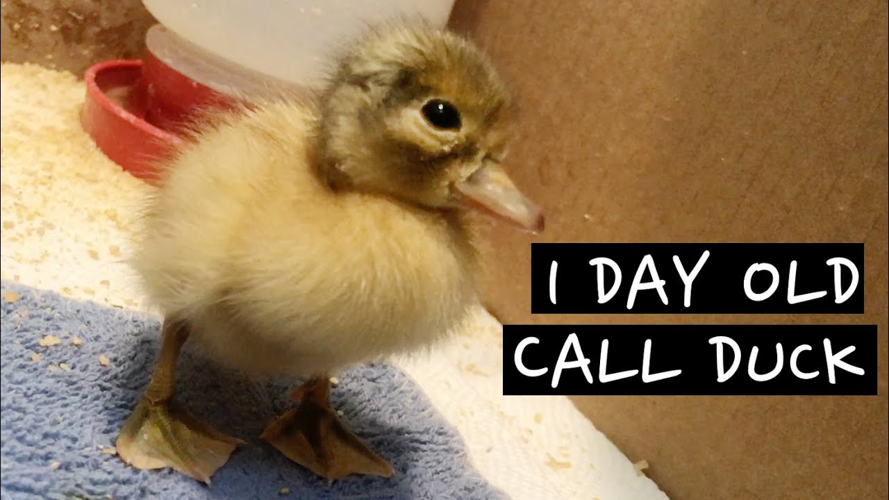 Call Duck - How to Teach Duckling to Walk, Eat and Drink