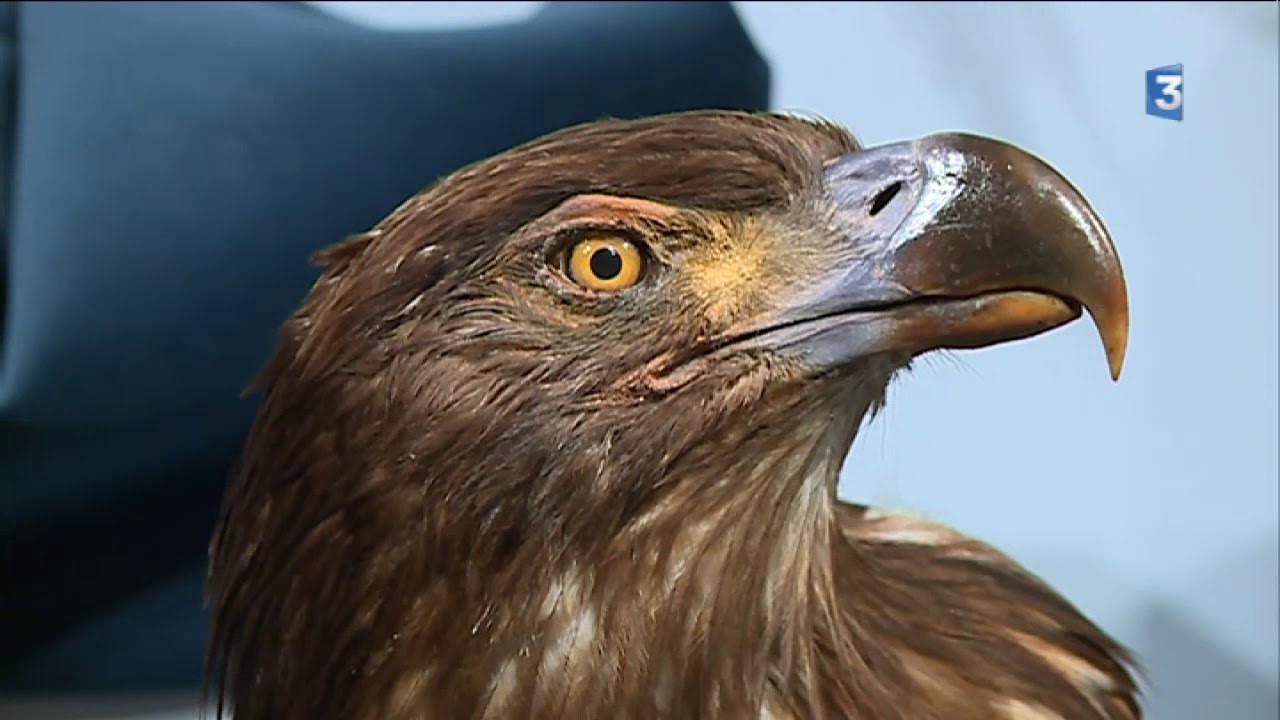 Toulouse : les rapaces prédateurs d'élite au Museum