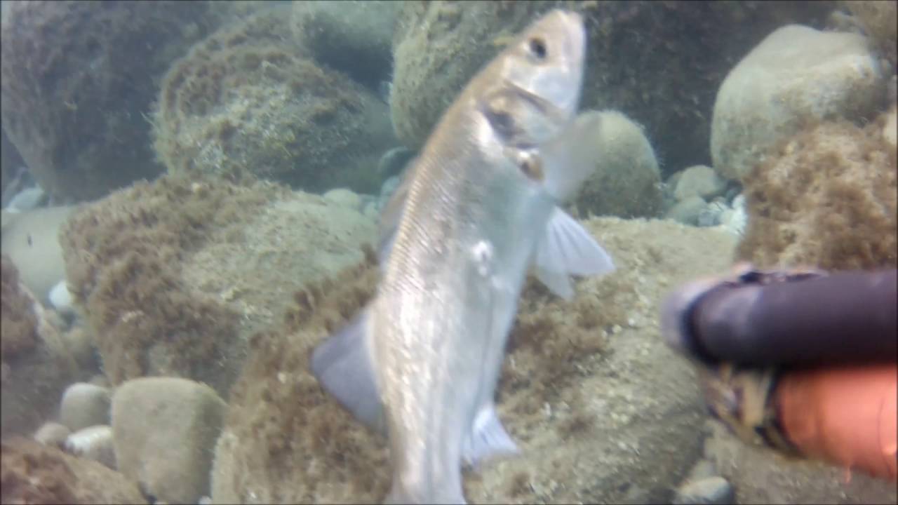 pesca sub ...alba.. isola d elba...basso fondo per tutti