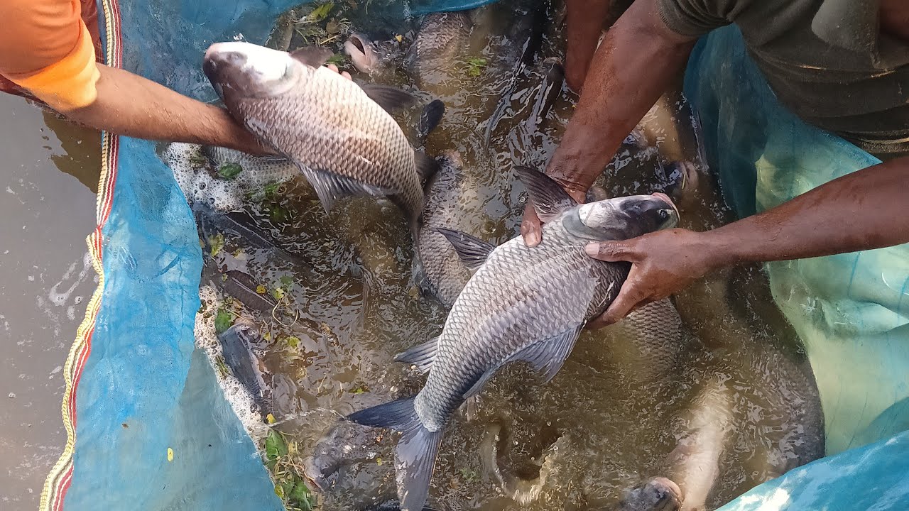 Live pond fishing ||#fish#fishing#pond#live