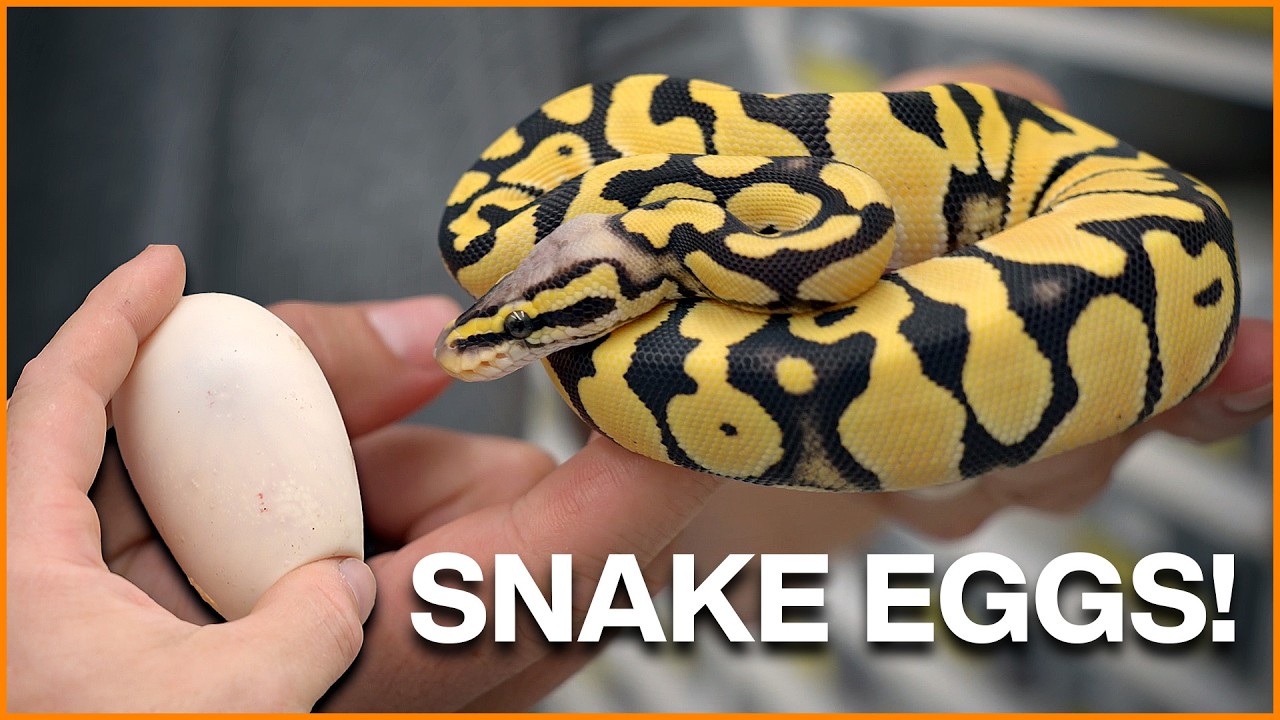 Setting Up Ball Python Eggs! + Remembering Tom Harbin