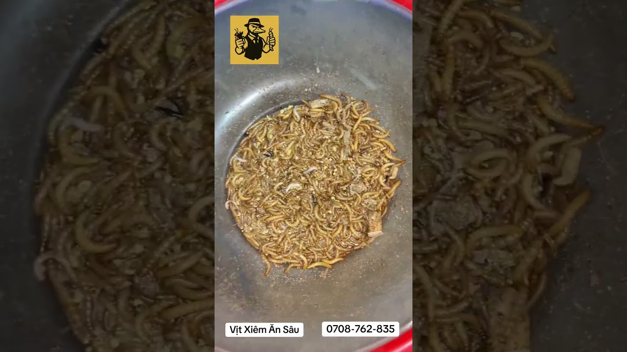 Hướng dẫn ép sâu sữa giống cho khách hàng mua ( làm rất dễ )