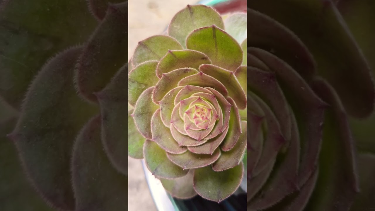 Beautiful Succulent 