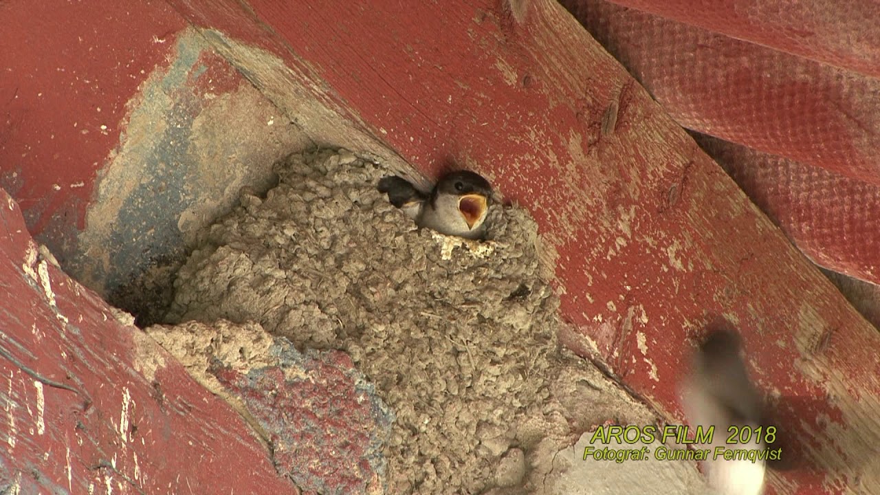 HUSSVALA  Common House Martin  (Delichon urbicum)  Klipp - 2507