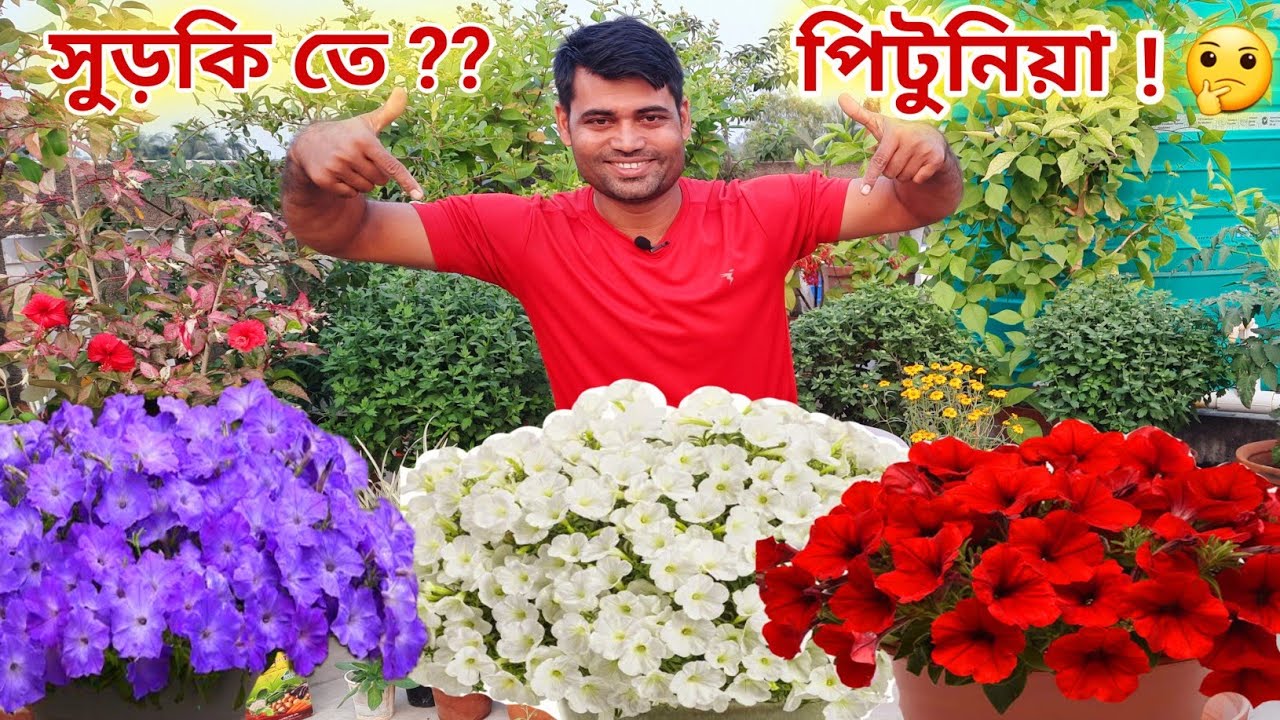 পিটুনিয়া ফুল গাছের পরিচর্যা // how to grow petunia plant