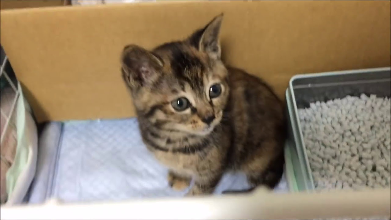 母ネコを呼び、数時間鳴き続けていた子猫を保護しました。←はなちゃん　その１