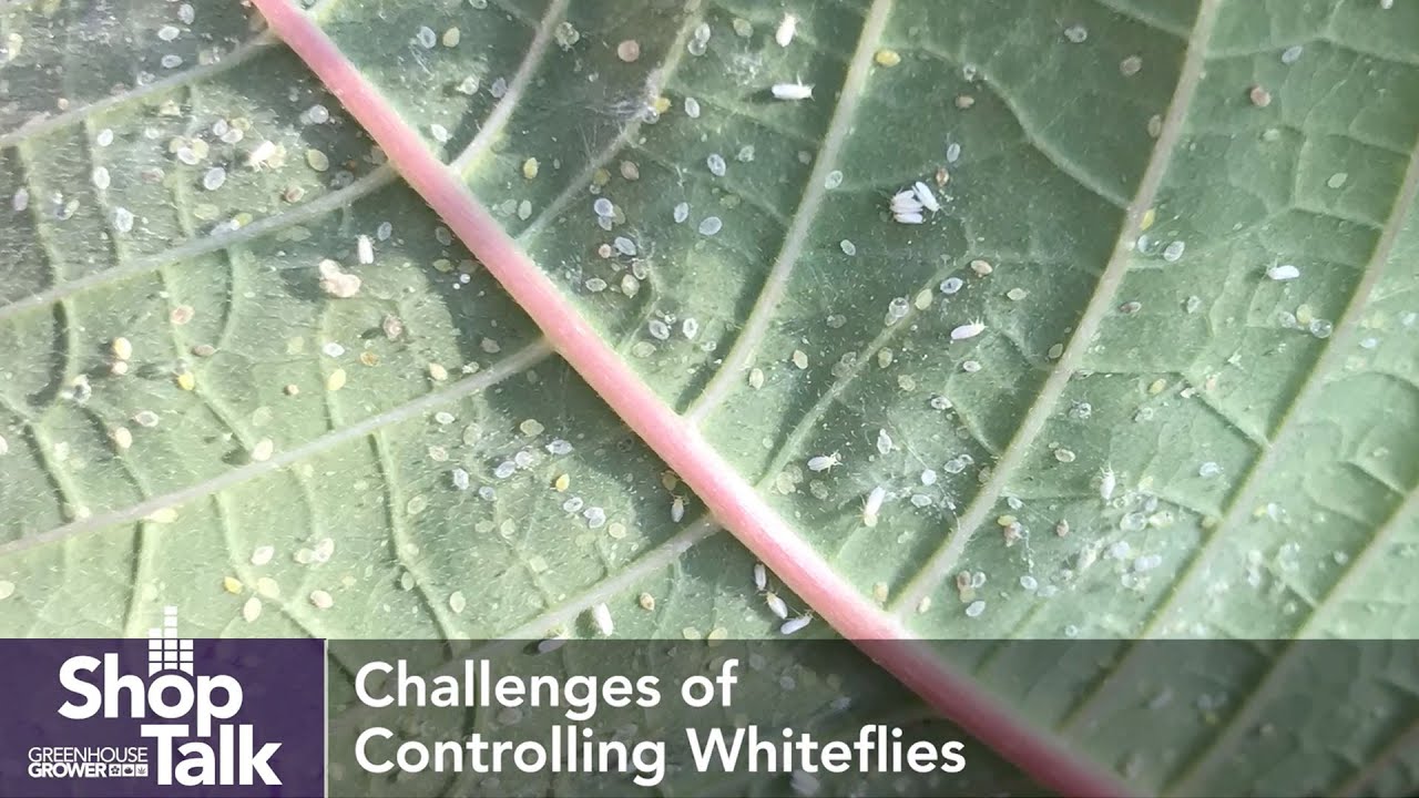 Managing Whiteflies in Greenhouse Ornamentals