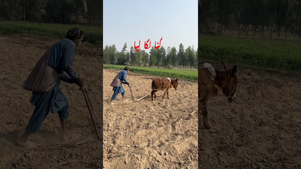 Dehaaaat ma Ghana Lagannnna please subscribe my channel